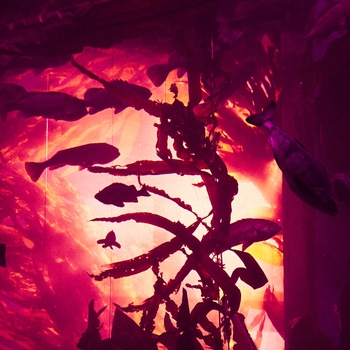 Kovii – FIRE