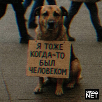 Obraza net – Собака
