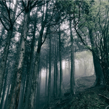 Akira Kosemura – In the Dark Woods