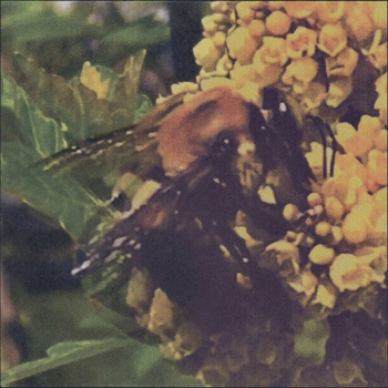 Broncho – Think I Pass
