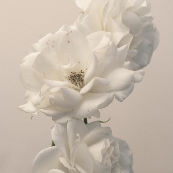 Imminence – Crawling (Acoustic ; Linkin Park cover)