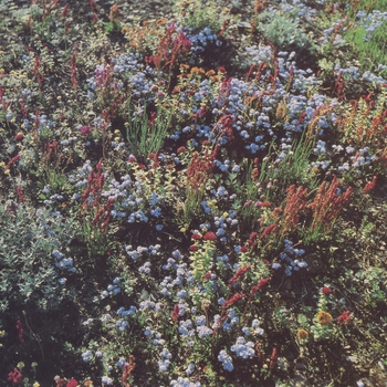 Motorama – Pole star (Before The Road 2021)