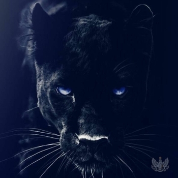 Adam Jamar – Black Panther