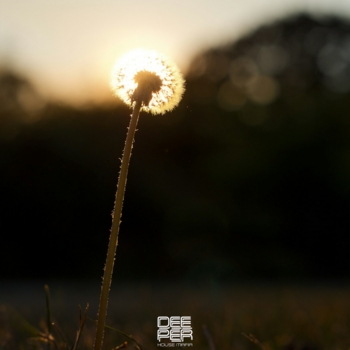 Dieez – Sweet Dreams (2025)