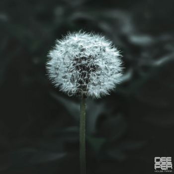 Riltim – Wild Love