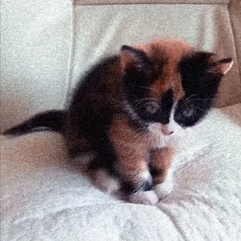 Sinalyx – little kitten (Speed Up)