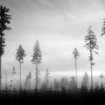 Frozen Silence – Best Friends