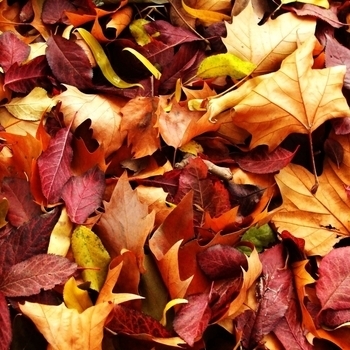 Dan Nimmer – Autumn leaves (Рингтон)