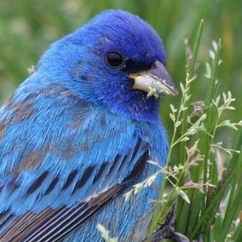 Division S – Blue Canary