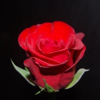 Rose Laughlin – My Love Is Like A Red, Red Rose (2011)