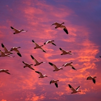 Rodach – Strange Birds (2004)