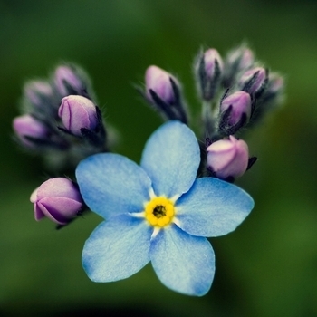 Flora Pasquet – Petite Fleur