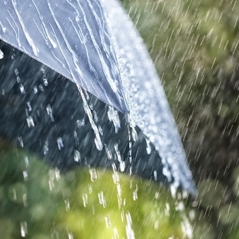 Rain Recorders – Rainforest and Animals