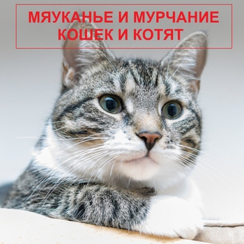 Kittens meowing