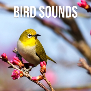 Felice Graham – Singing Birds In Forest Morning