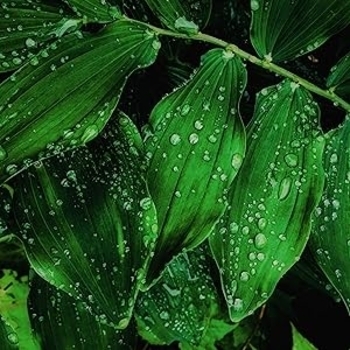 Asmr – Low Frequency Rain