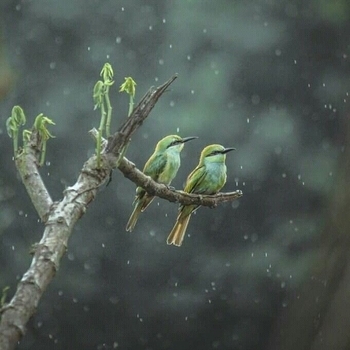 Creatress – Northern Birds